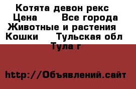 Котята девон рекс › Цена ­ 1 - Все города Животные и растения » Кошки   . Тульская обл.,Тула г.